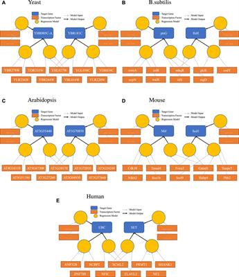 Bipartite networks represent causality better than simple networks: evidence, algorithms, and applications